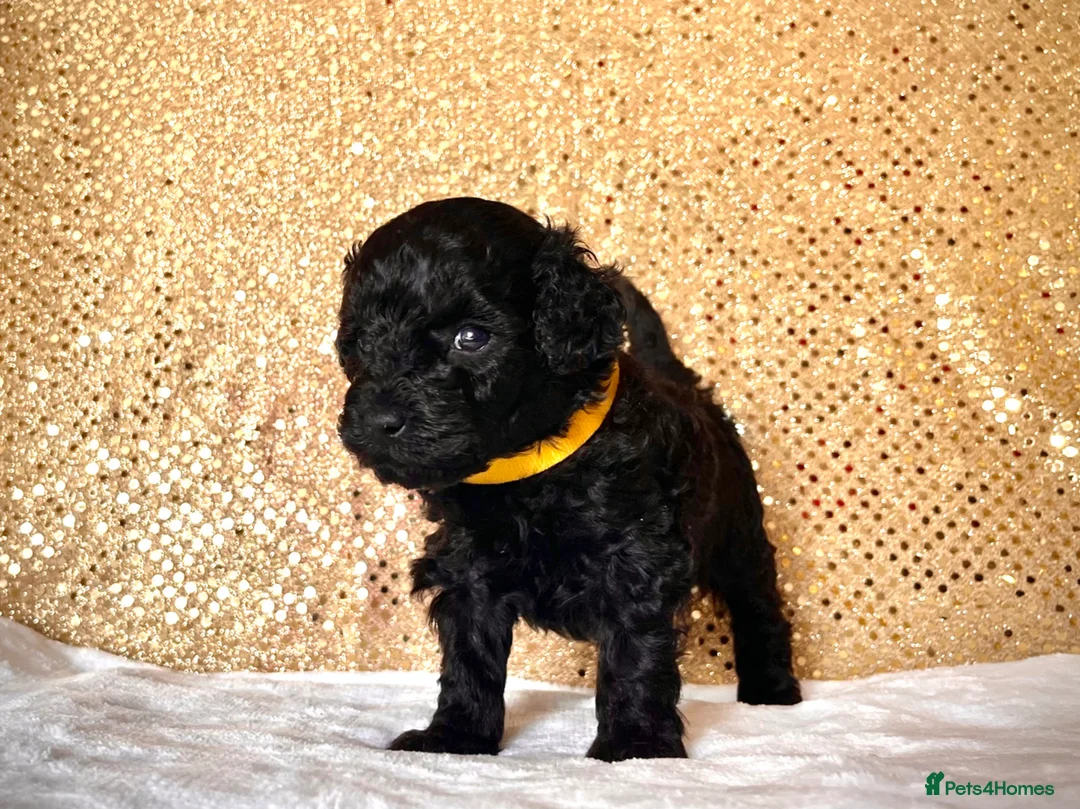 Poodle dogs for sale: 🌟Stunning Mini Poodles🌟CHAMPION LINES, DNA CLEAR - Advert 1