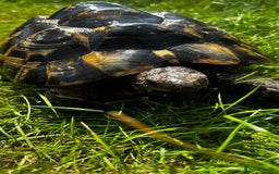 Tortoise reptiles for sale: Birtha is a Spur thigh Fertile female .  - Image 3