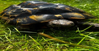 Tortoise reptiles - Advert 9