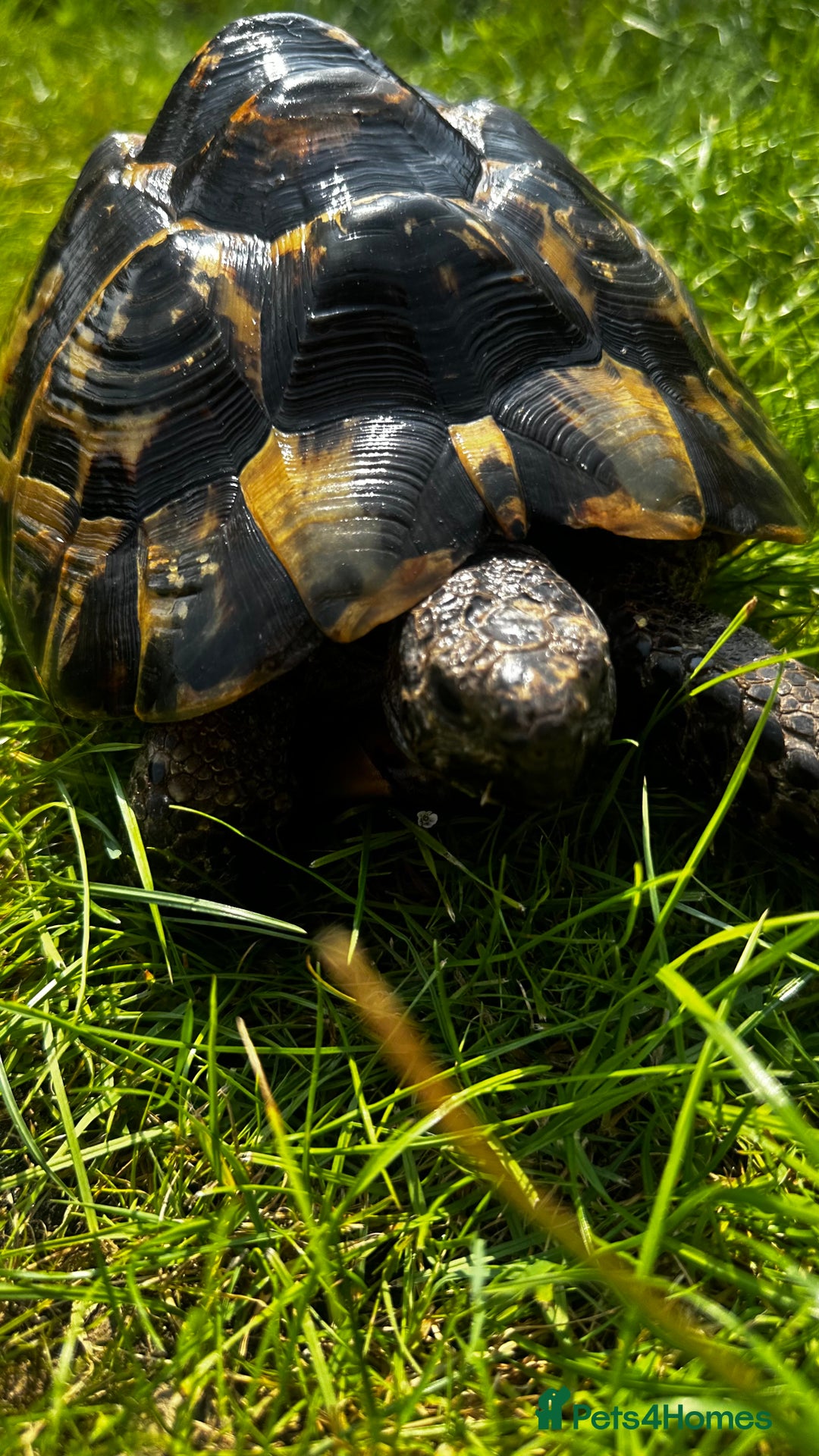 Tortoise reptiles for sale: Birtha is a Spur thigh Fertile female .  - Image 3