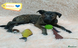 Mixed Breed dogs for adoption: 💙🐶 MILO 🐶💙 - Image 1