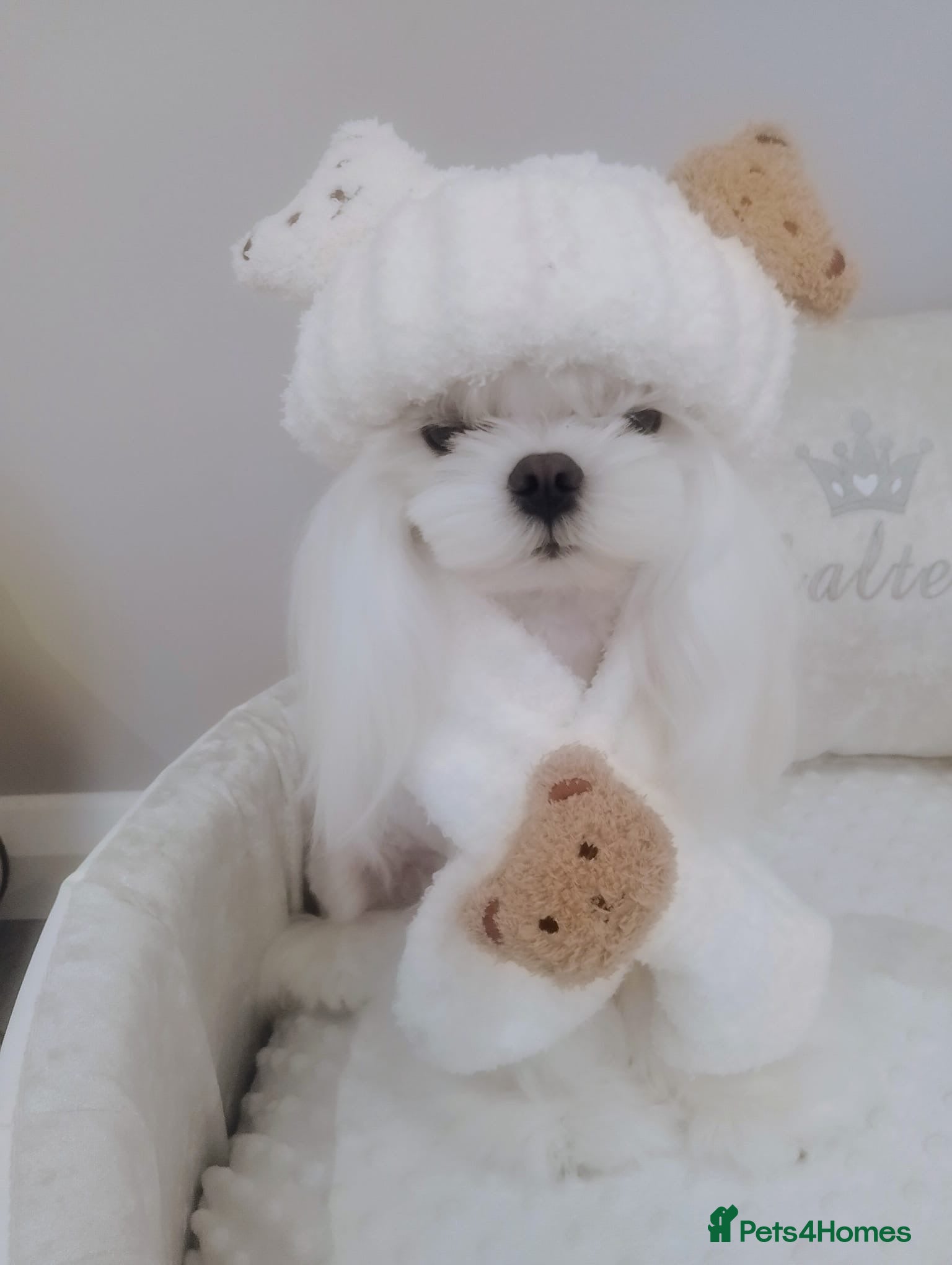 Maltese dogs ❤️DNA health tested Tiny Korean Maltese boy❤️ - Advert 2