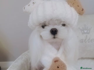 Maltese dogs ❤️DNA health tested Tiny Korean Maltese boy❤️ - Advert 2