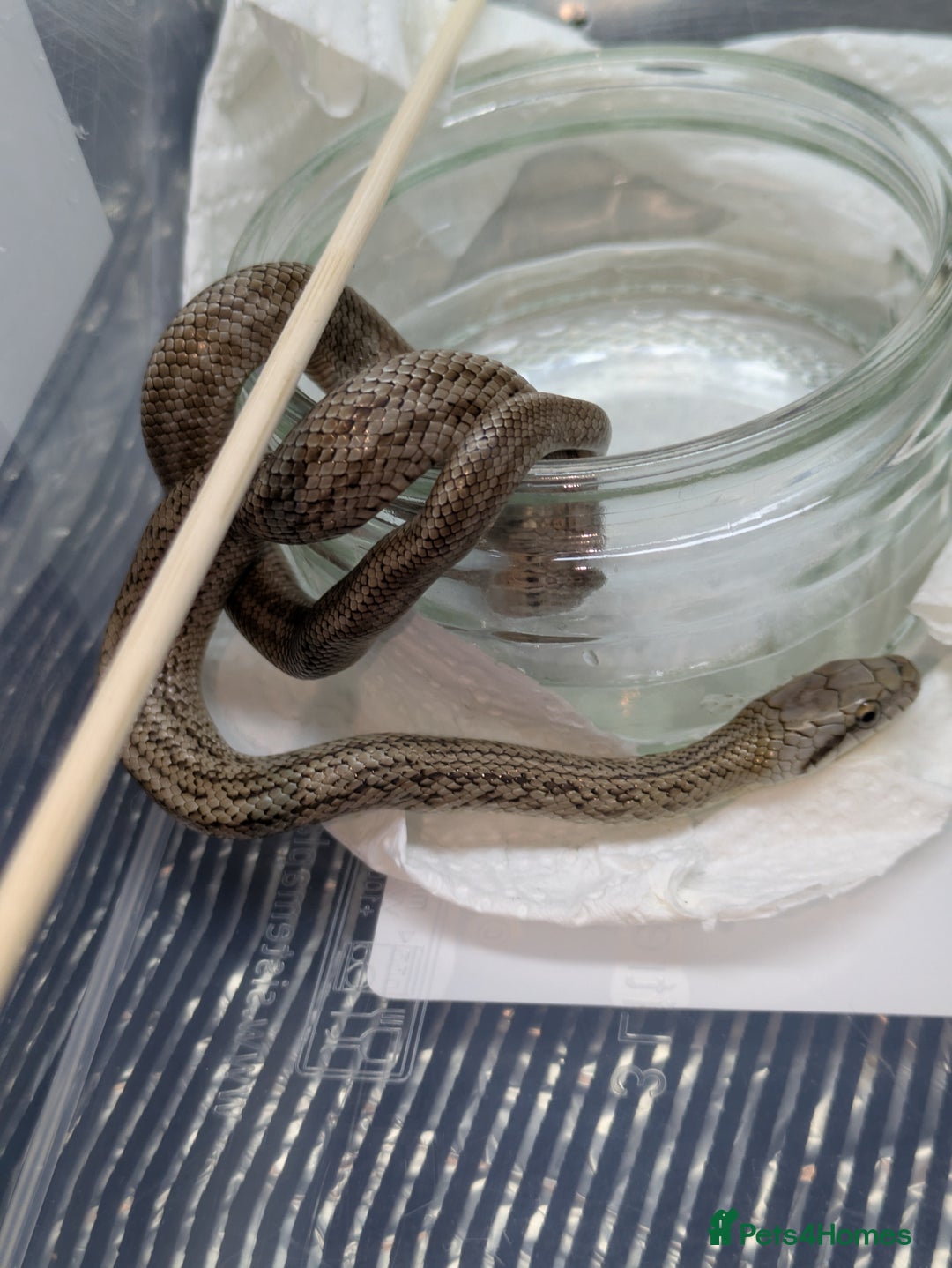 Rat Snake reptiles for sale: RARE baby captive bred japanese rat snake - Image 5