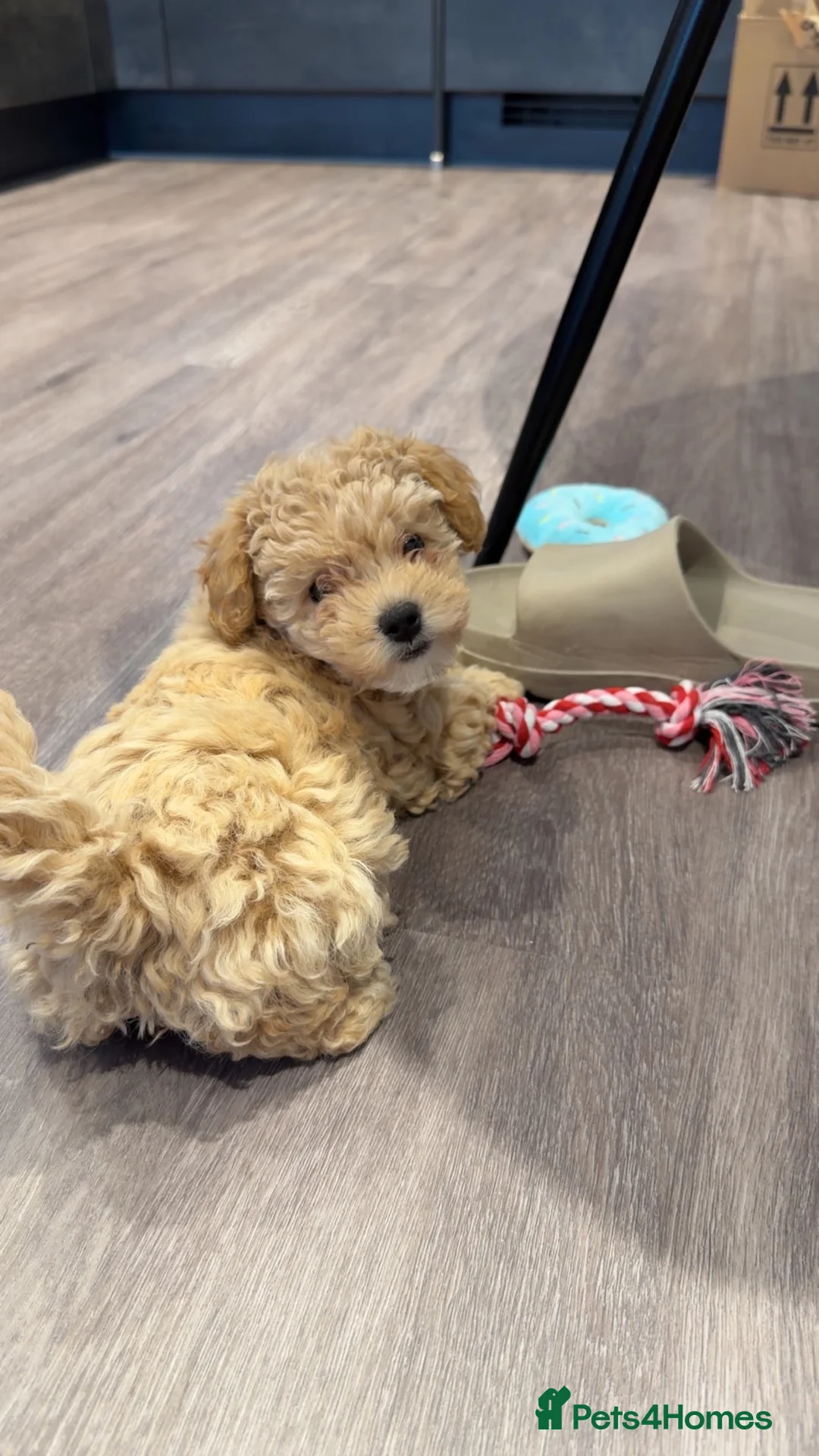 Maltipoo dogs for sale: Teddybear Maltipoo - Advert 1