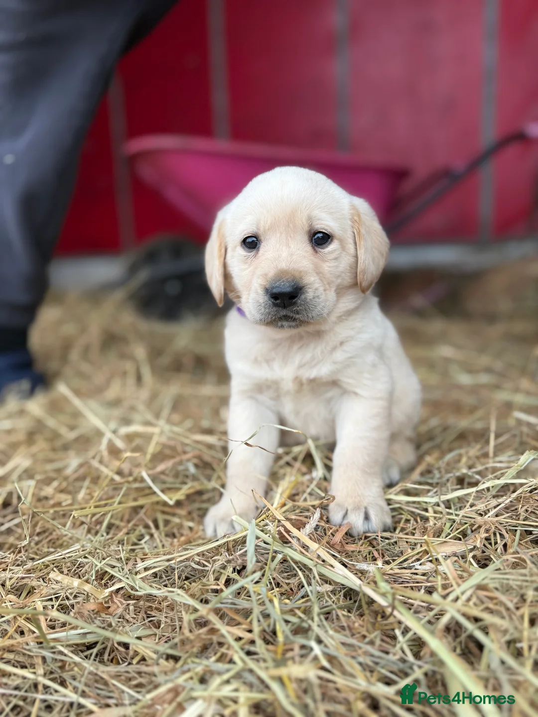 Labrador Retriever dogs for sale: Labrador retriever pups for sale black and gold X in Newark - Advert 10