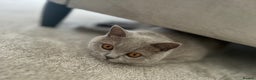 British Shorthair cats for sale: British shorthair 2+ - Advert 4