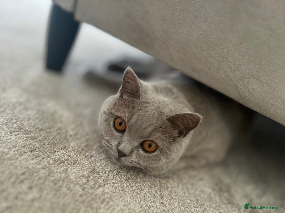 British Shorthair cats for sale: British shorthair 2+ - Advert 4