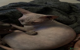 Sphynx cats for sale: 2 year old female sphinx  - Image 3