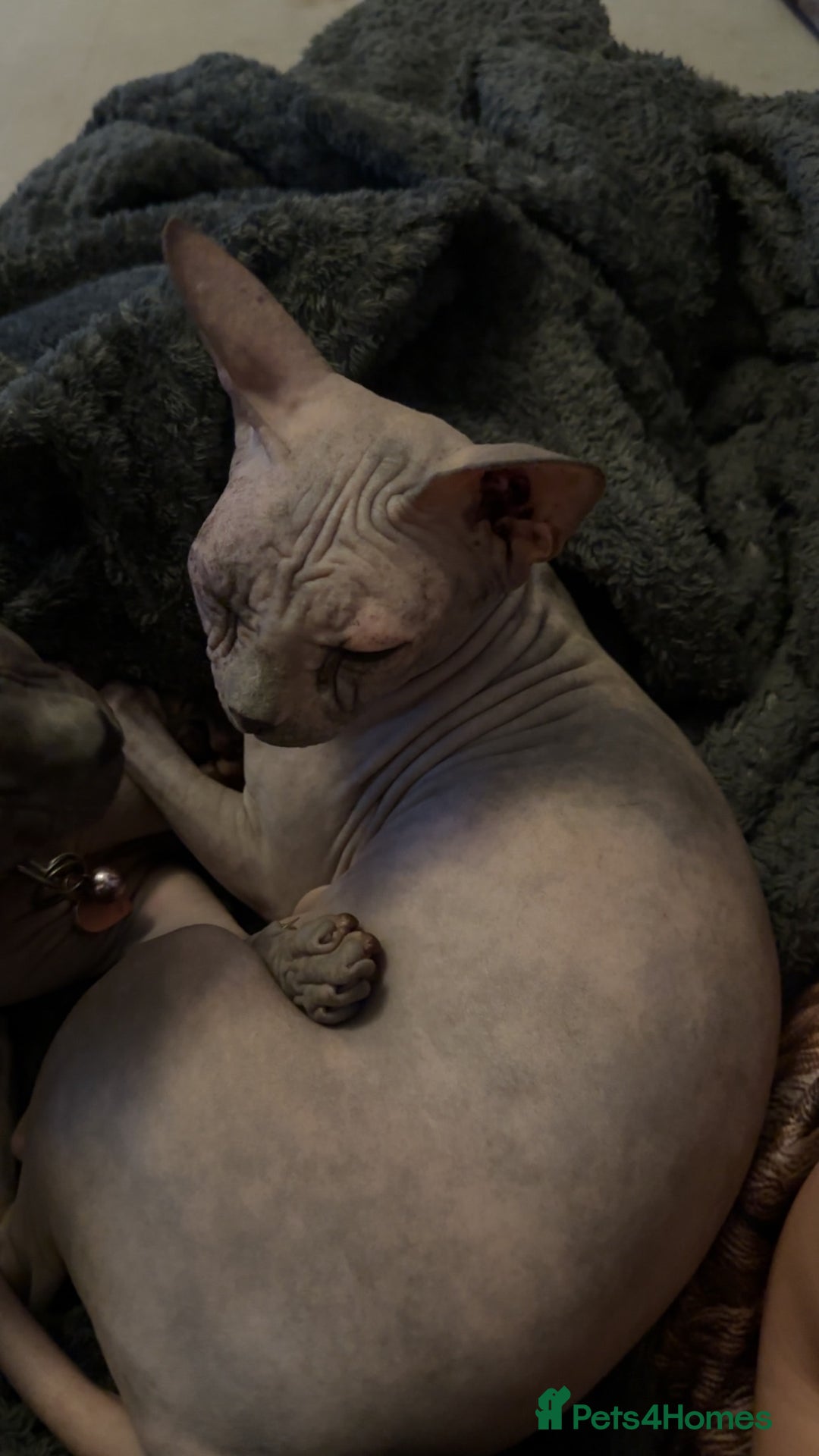 Sphynx cats for sale: 2 year old female sphinx  - Image 3