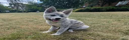 Japanese Akita Inu dogs for sale: Beautiful RKC akita puppies full pedigree  - Advert 9