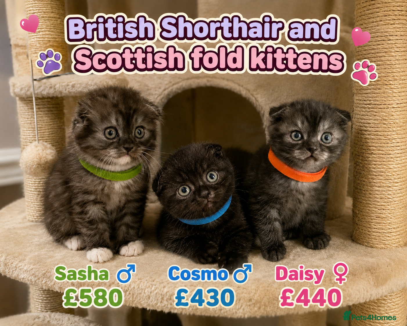Mixed Breed cats GORGEOUS British ShortHair&Scottish Fold Kittens - Advert 1