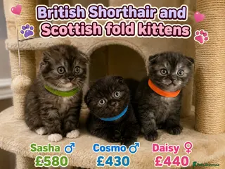 Mixed Breed cats GORGEOUS British ShortHair&Scottish Fold Kittens - Advert 1