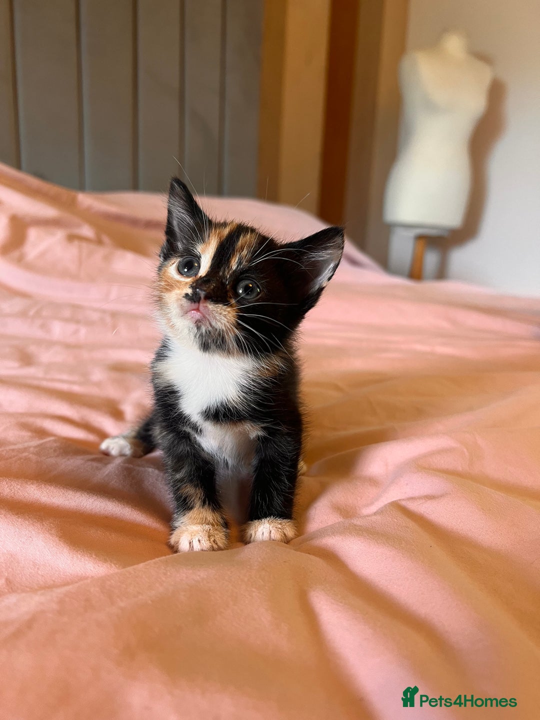 Domestic Shorthair cats for sale: Adorable Tortoiseshell Kittens - Image 9
