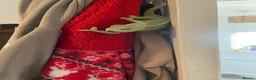 Chameleon reptiles for sale: Yemen Chameleon  in Hull - Advert 6