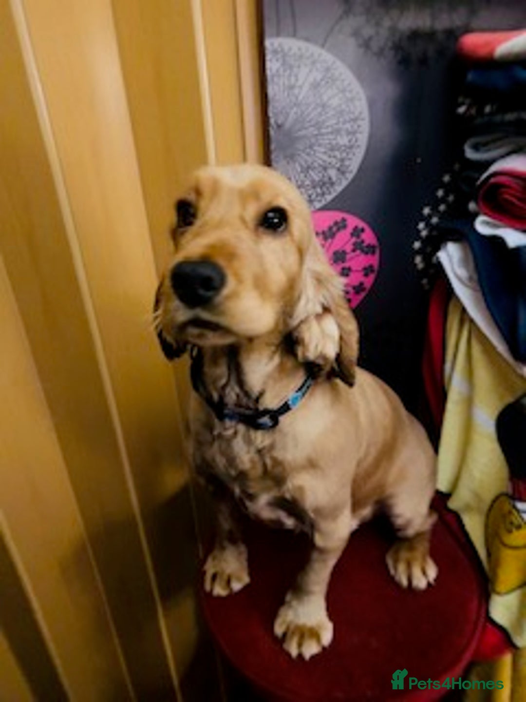 Cocker Spaniel dogs for sale: lyncham cocker spaniels - Image 9