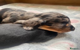Dachshund dogs for sale: Standard dachshund's  - Image 5