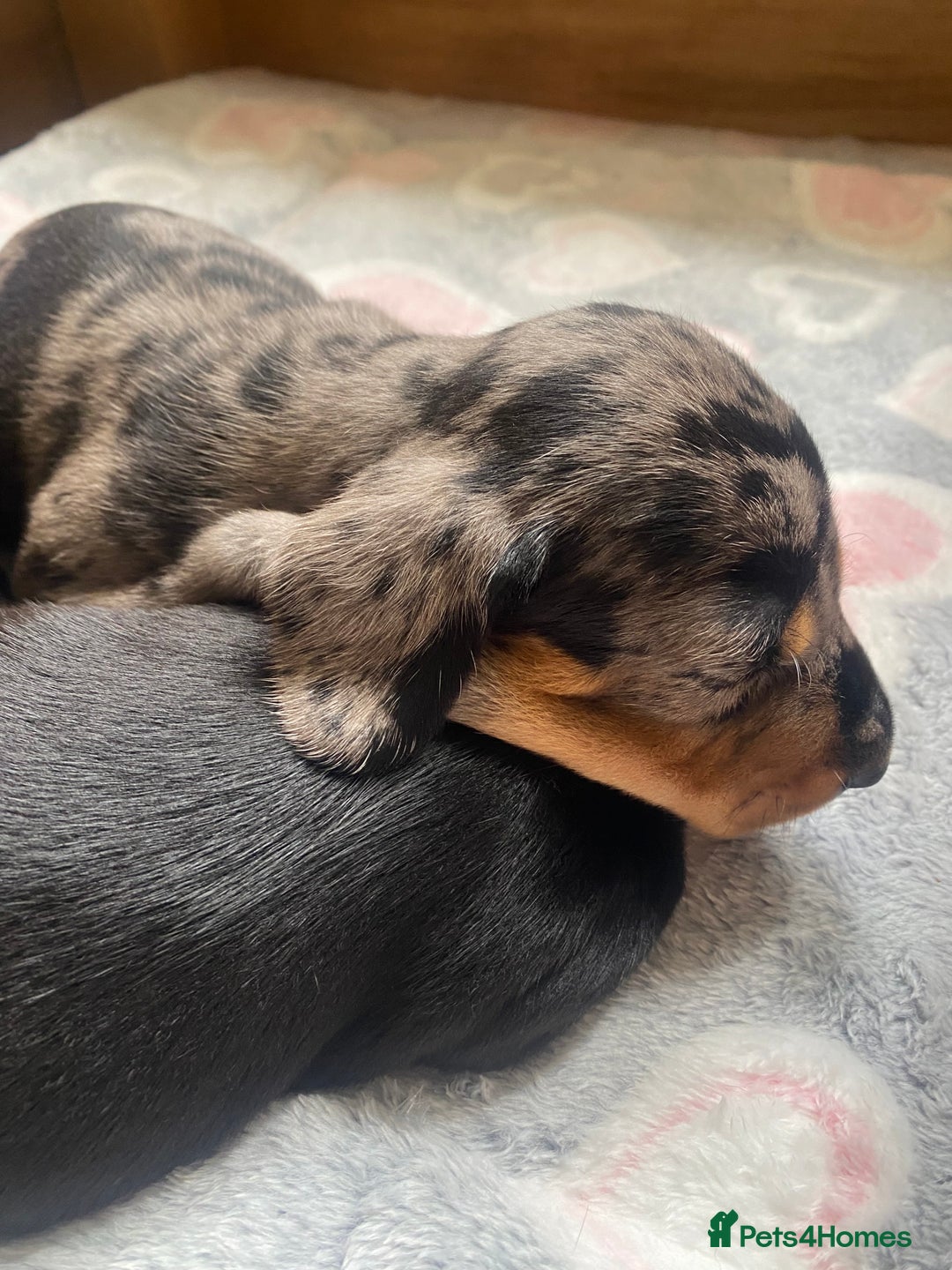 Dachshund dogs for sale: Standard dachshund's  - Image 5