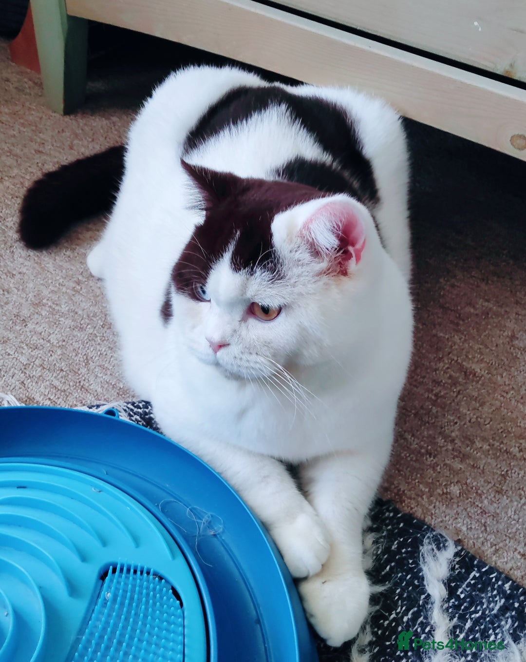 British Shorthair cats for sale: GCCF champions lines.Odd eyes boy and girl. - Advert 3