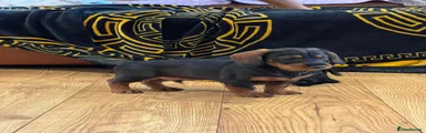 Miniature Dachshund 1 male