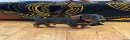 Miniature Dachshund dogs for sale: Home raised miniature wire haired dachshunds in Uttoxeter - Advert 4