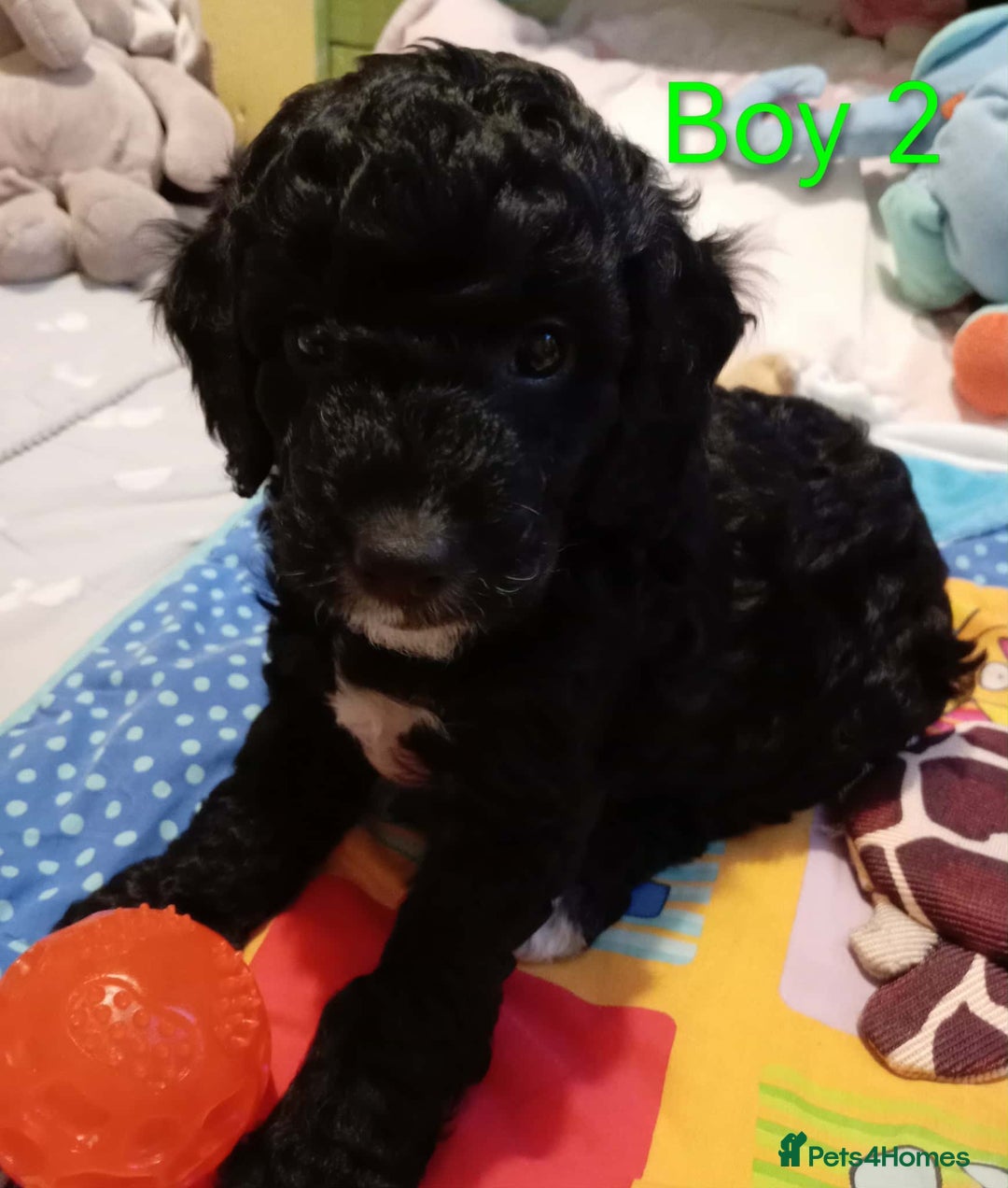 Cockapoo dogs for sale: Cockapoo - Advert 7