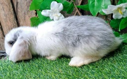 French Lop rabbits for sale: Giant French Lop Planned Litters - Vaccinated   - Image 13