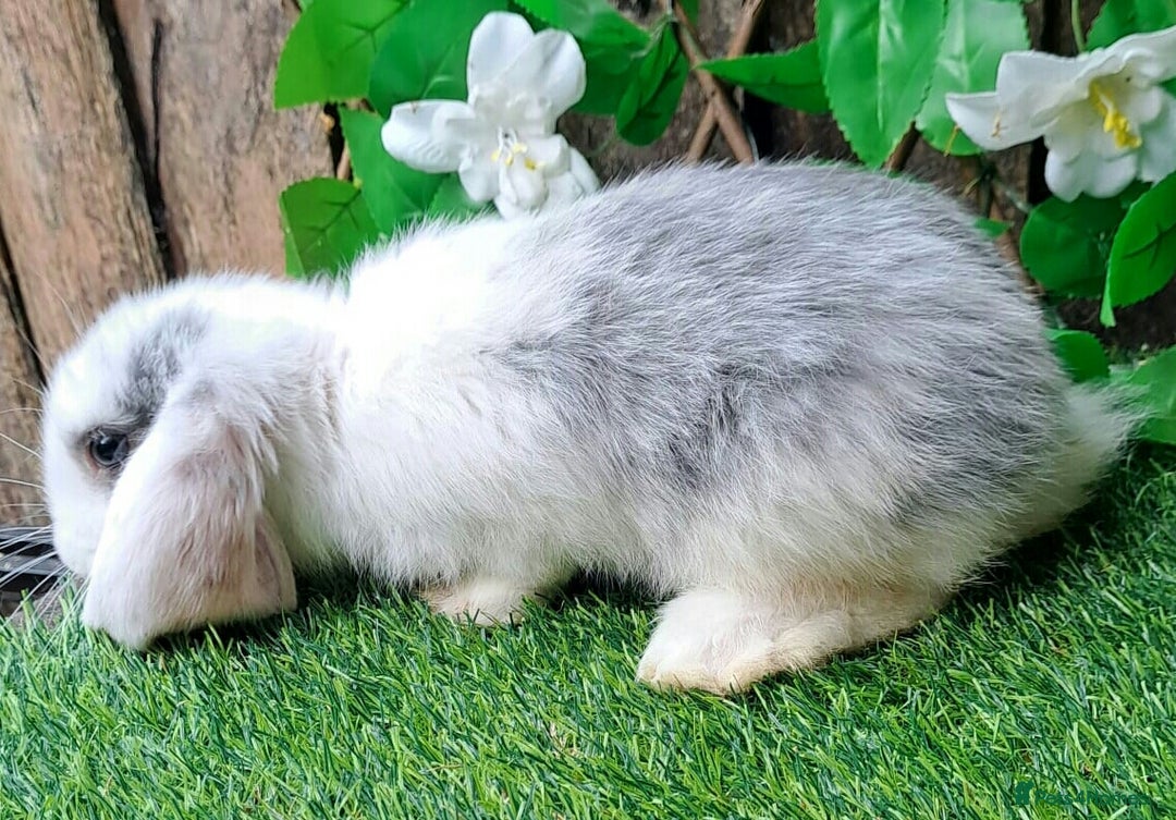 French Lop rabbits for sale: Giant French Lop Planned Litters - Vaccinated   - Image 13