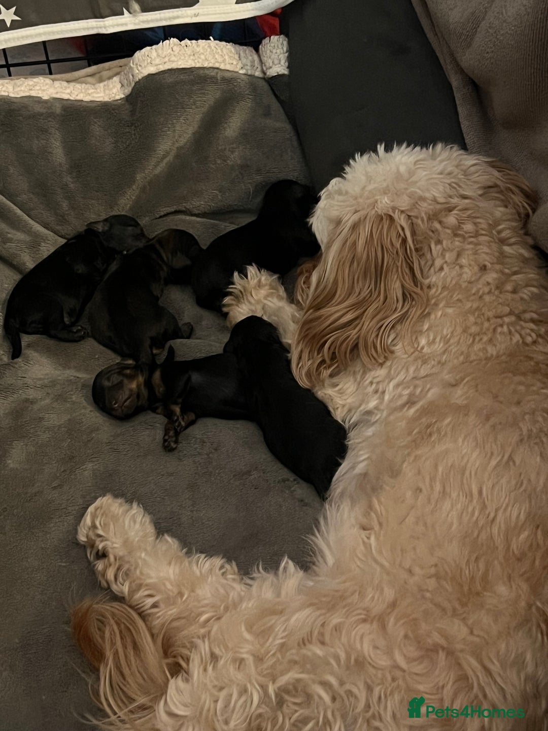 Cavapoo dogs for sale: Tiny Cavapoo - Image 12