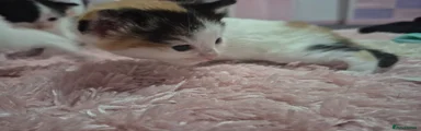 Mixed Breed Kitten 2