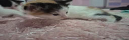 Mixed Breed cats for sale: Kittens for sale  - Advert 2