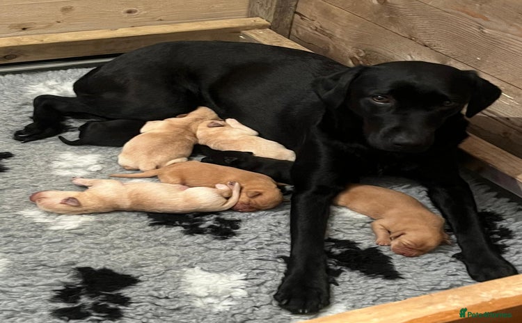Labrador Retriever dogs - Advert 2