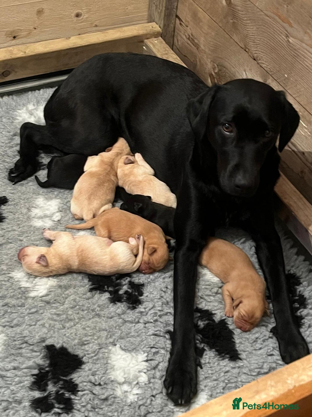 Labrador Retriever dogs for sale: Labrador Puppies - Advert 7