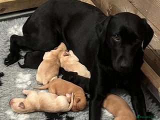 Labrador Retriever dogs - Advert 24