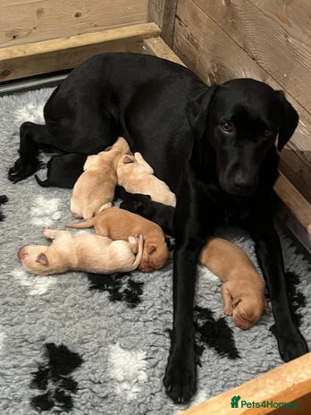 Labrador Retriever dogs - Advert 1