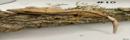 Gecko reptiles for sale: Adult + Juvenile Crested Geckos inc. Lilly Whites - Advert 19