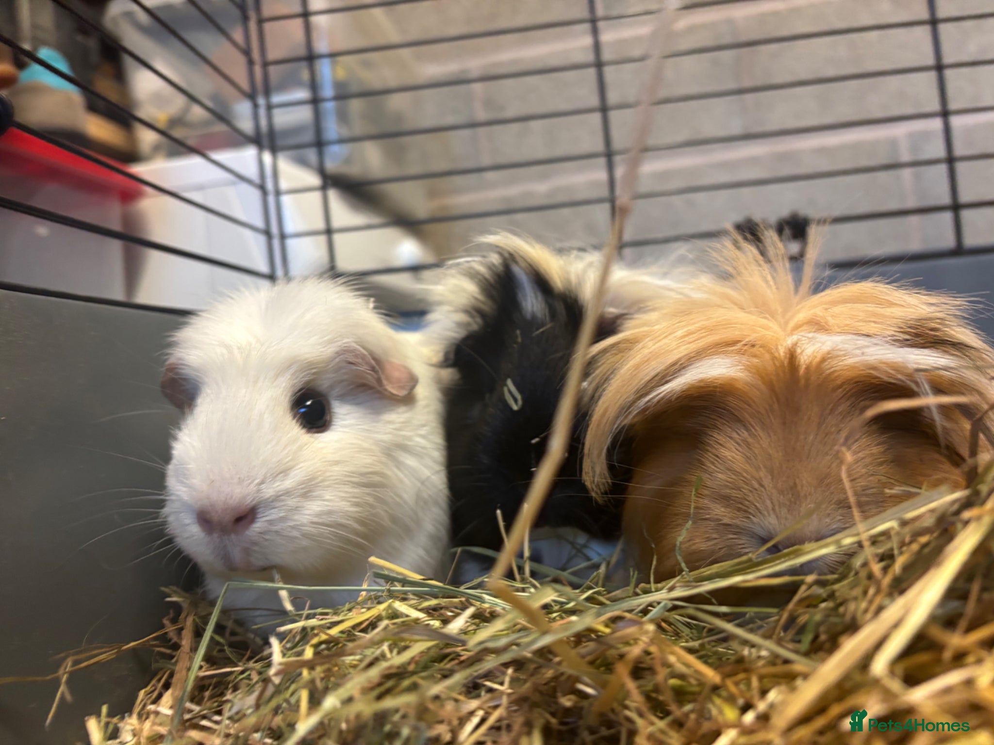 Guinea Pig rodents 3 female guinea pigs for sale (set up included) - Advert 5