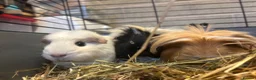 Guinea Pig rodents for sale: 3 female guinea pigs for sale (set up included) - Advert 1