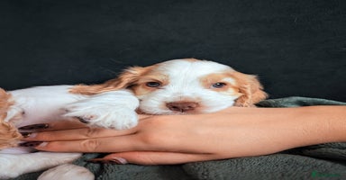 Cocker Spaniel dogs - Advert 1