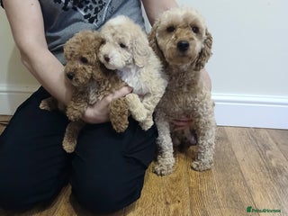 Cockapoo dogs F1b cockapoo puppies - Advert 2