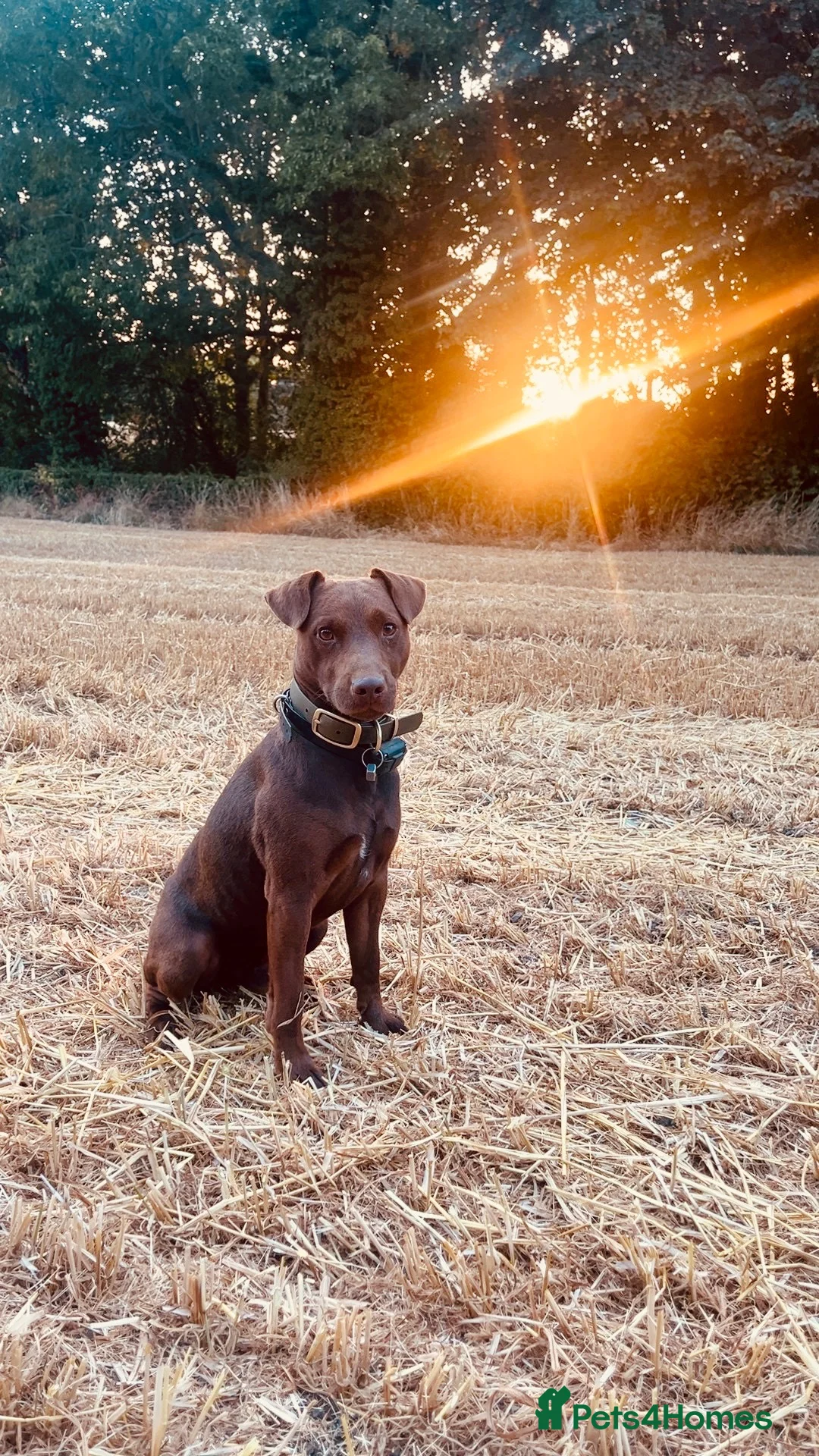 Patterdale Terrier dogs for stud: Working Chocolate Patterdale For Stud  - Advert 2