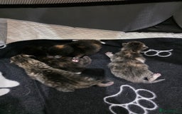 Ragdoll cats for sale: 4 female kittens  - Image 10