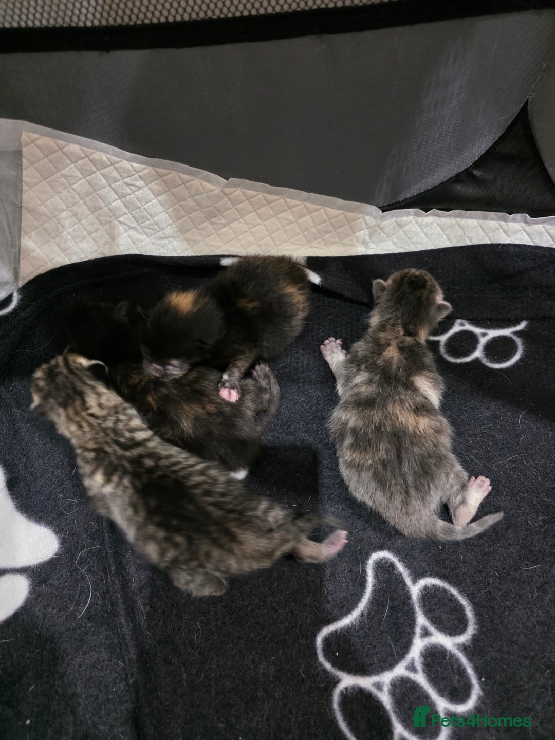 Ragdoll cats for sale: 4 female kittens  - Image 10