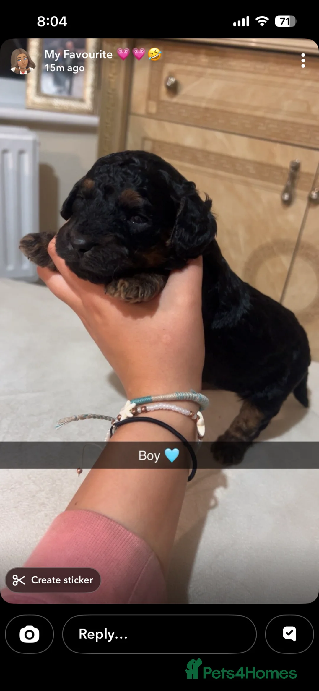 Cockapoo dogs for sale: Cockerpoo  Puppies - Advert 6