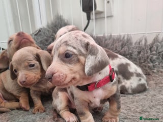 Dachshund dogs 8 Smooth Haired miniature dachshund pups - Advert 3