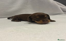 Dachshund dogs for sale: Dachshund puppies  - Image 12