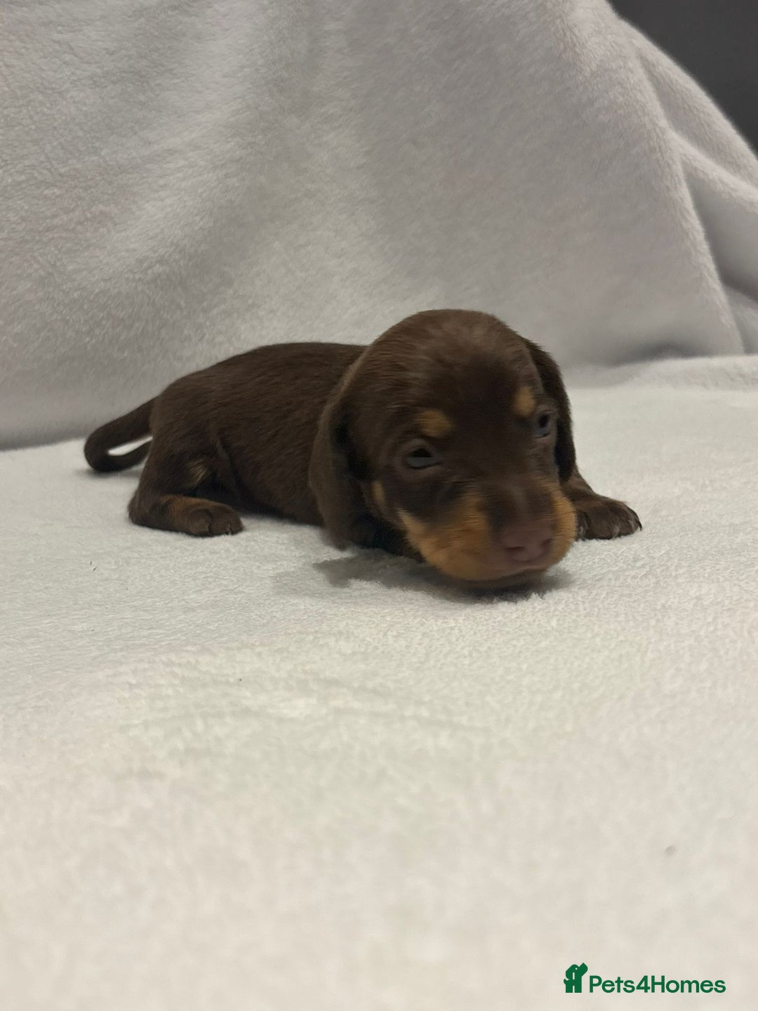 Dachshund dogs for sale: Dachshund puppies  - Image 12