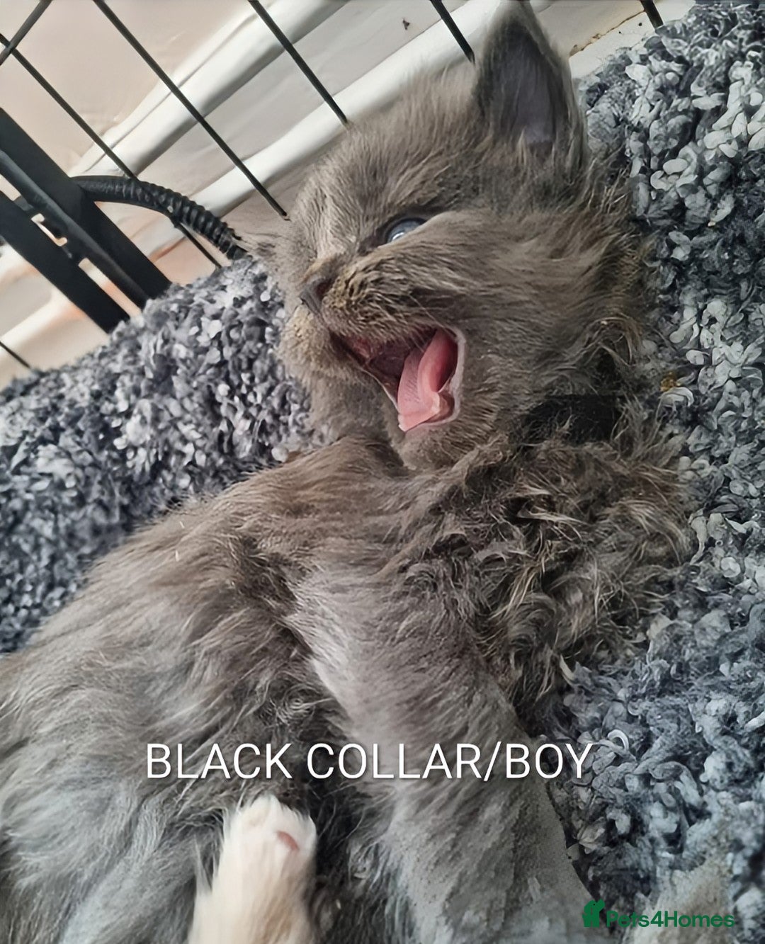 Maine Coon cats for sale: GREAT QUALITY MAINE COON KITTENS/DNA/GCCF  - Advert 5
