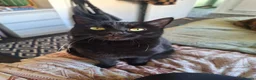 Mixed Breed cats for sale: Maine coon mix with black kittens 😸💖 - Advert 2