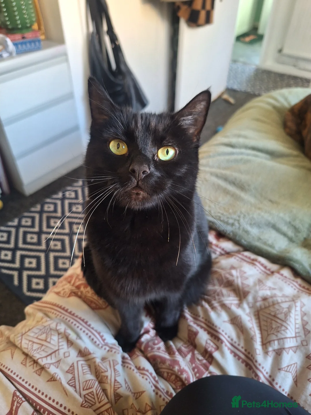 Mixed Breed cats for sale: Maine coon mix with black kittens 😸💖 - Advert 2